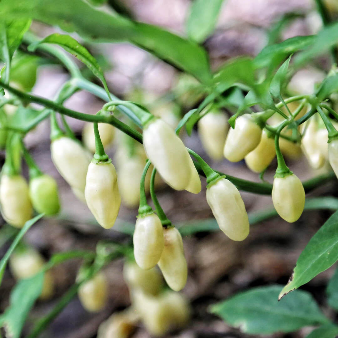 Habanero (White) Seeds