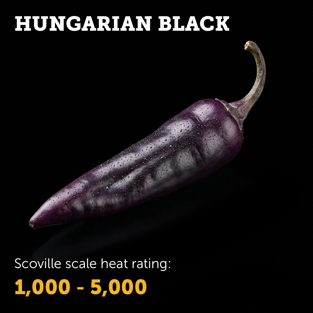 Ripe deep red Hungarian Black chilli pepper