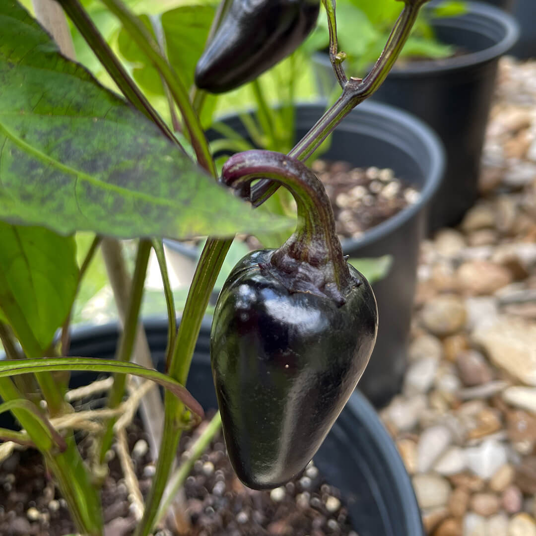 Hungarian Black Seeds