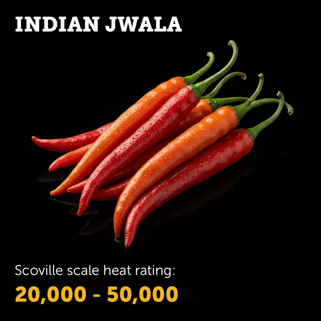 Ripe red Indian Jwala chilli pepper