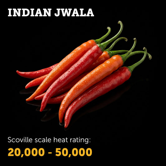 Ripe red Indian Jwala chilli pepper