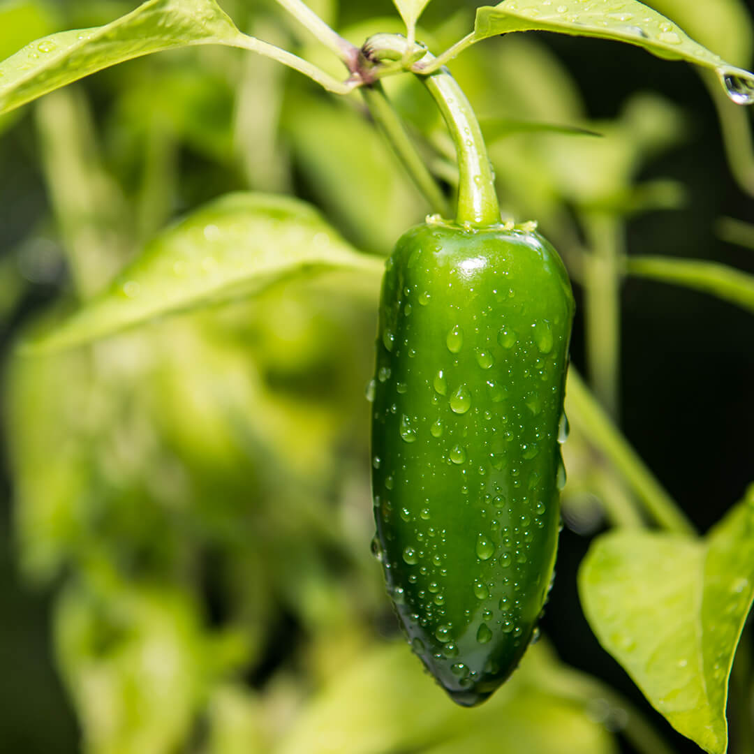 Jalapeño Seeds