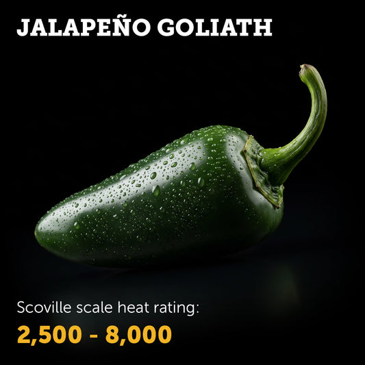 Unripe dark green Goliath Jalapeño chilli with water droplets on a black background