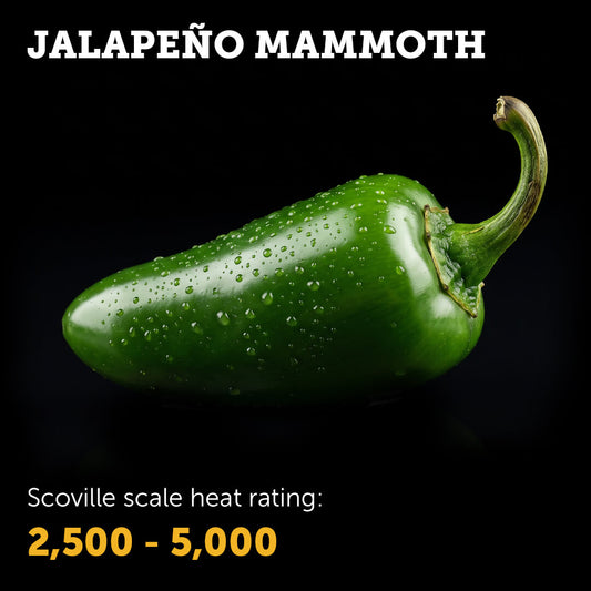 Jalapeño Mammoth Seeds
