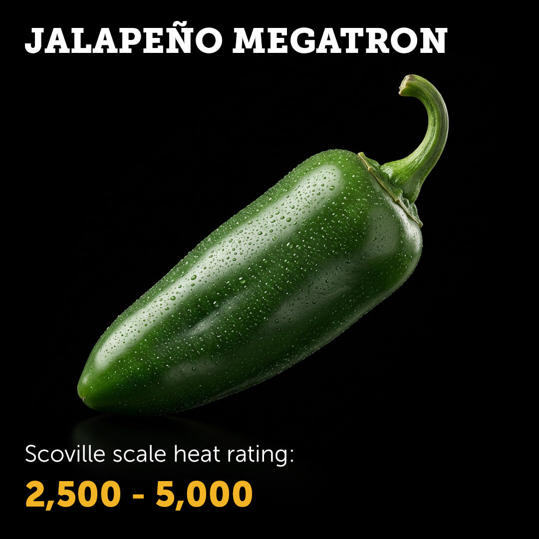 Ripe red Jalapeño Megatron chilli pepper