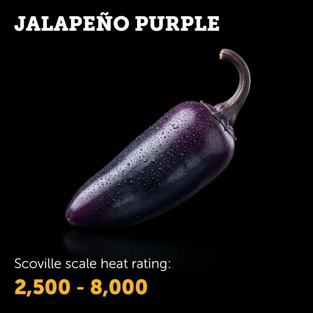 Jalapeño (Purple) Seeds