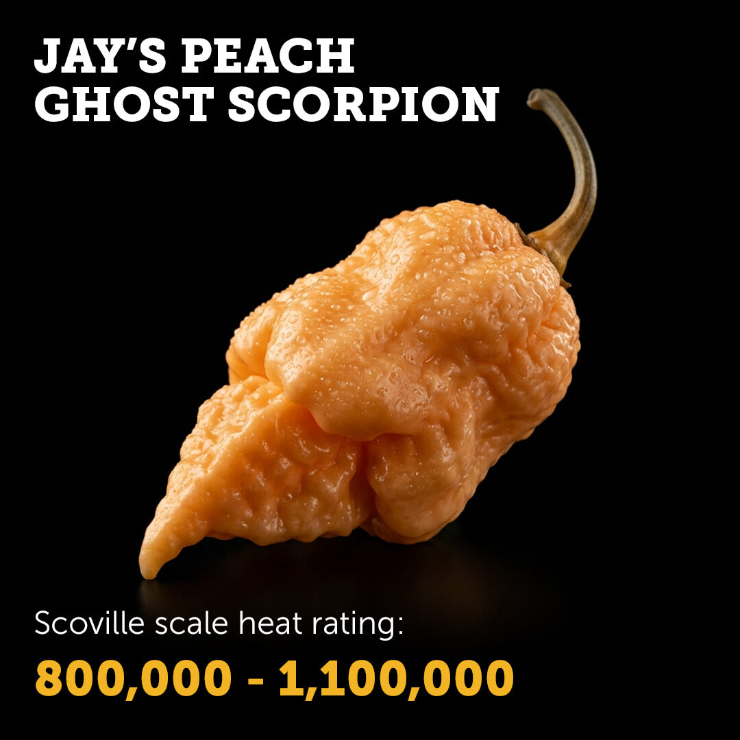 Ripe Jay’s Peach Ghost Scorpion chilli pepper