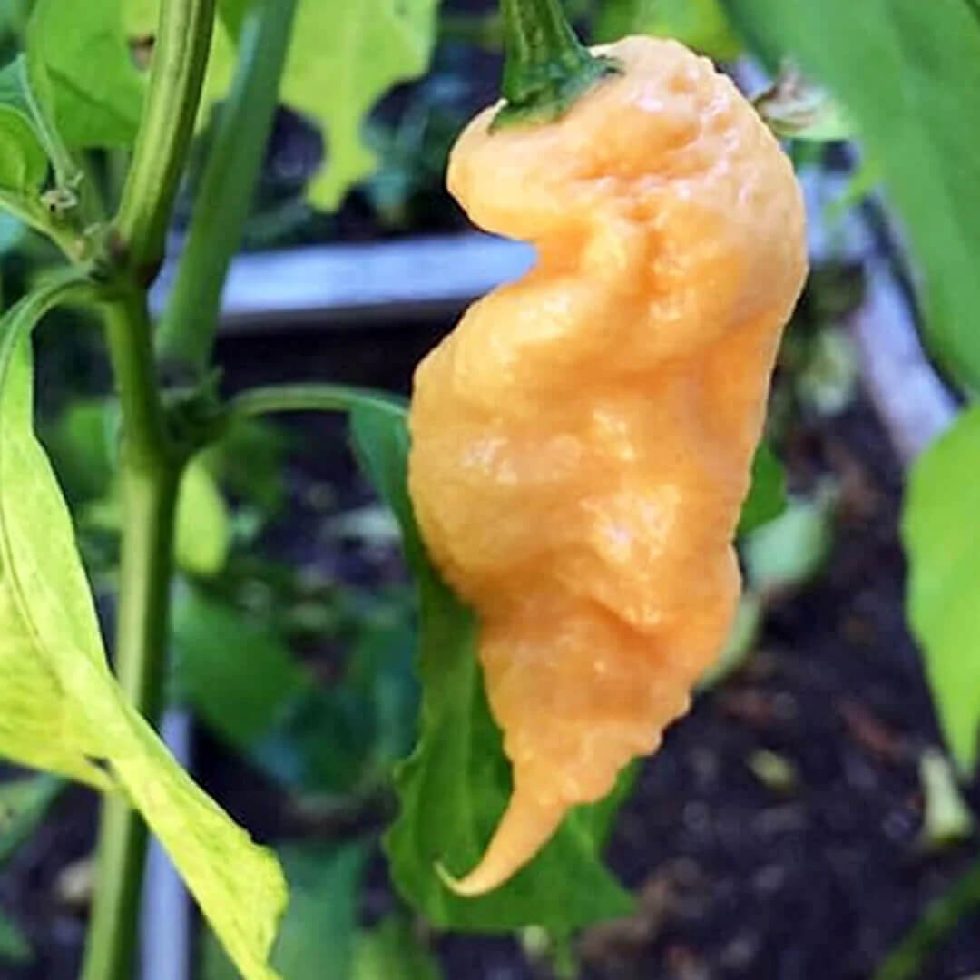 Jay’s Peach Ghost Scorpion Seeds