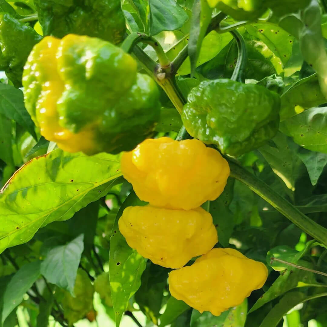 KS Lemon Starrburst Seeds