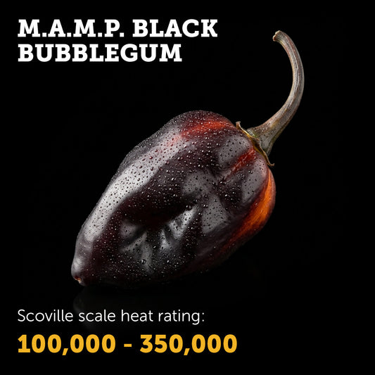 M.A.M.P. Black Bubblegum Seeds