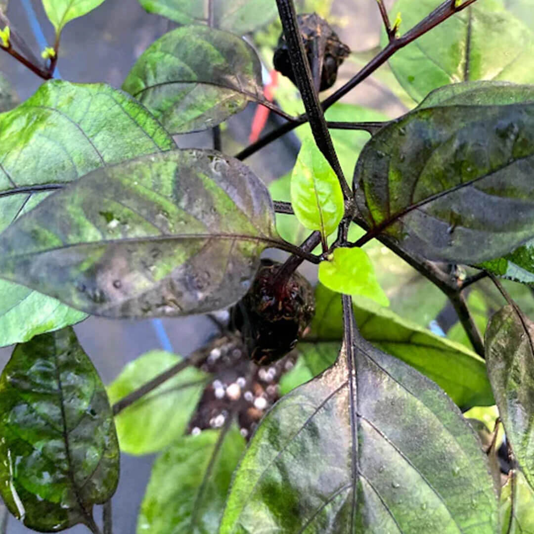 M.A.M.P. Black Bubblegum Seeds