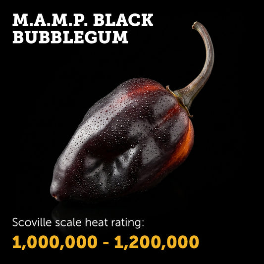 Ripe M.A.M.P. Black Bubblegum chilli pepper
