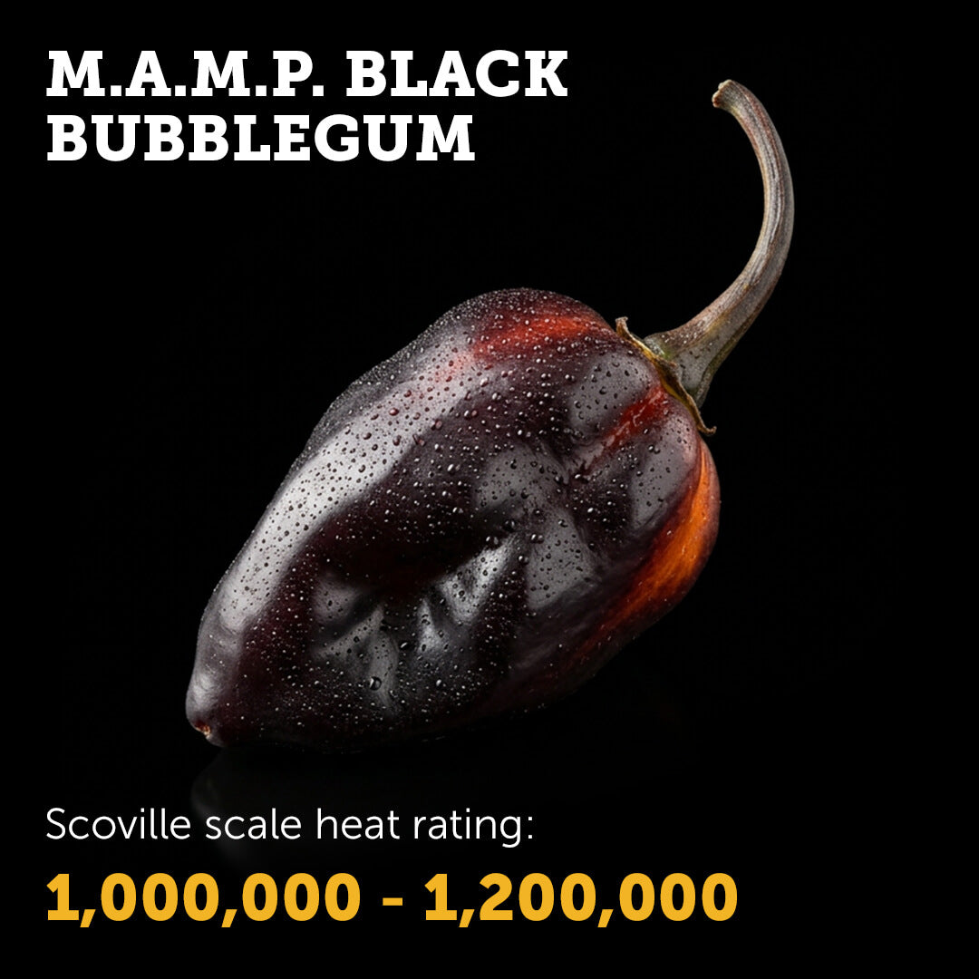 Ripe M.A.M.P. Black Bubblegum chilli pepper