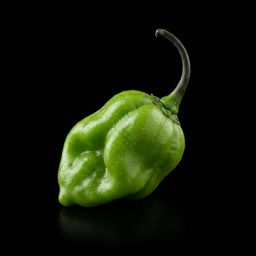 M.A.M.P. Black Bubblegum Seeds