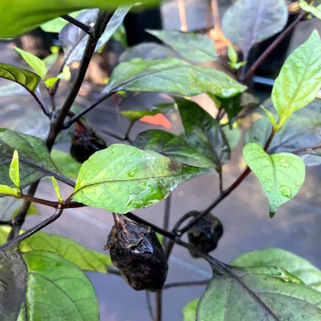 M.A.M.P. Black Bubblegum Seeds