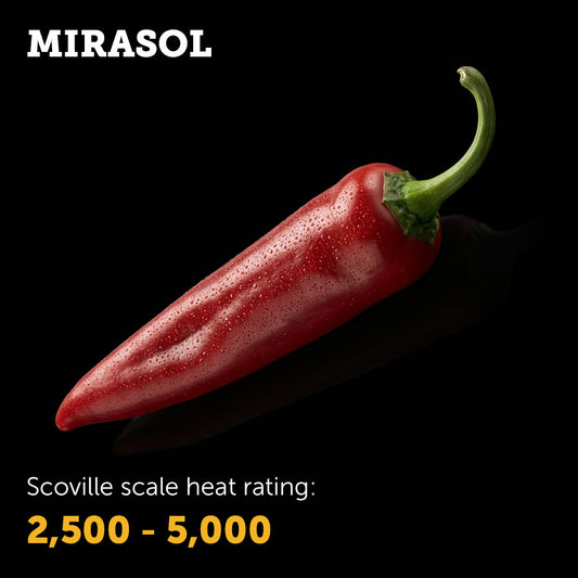 Ripe deep red Guajillo Mirasol chilli pepper