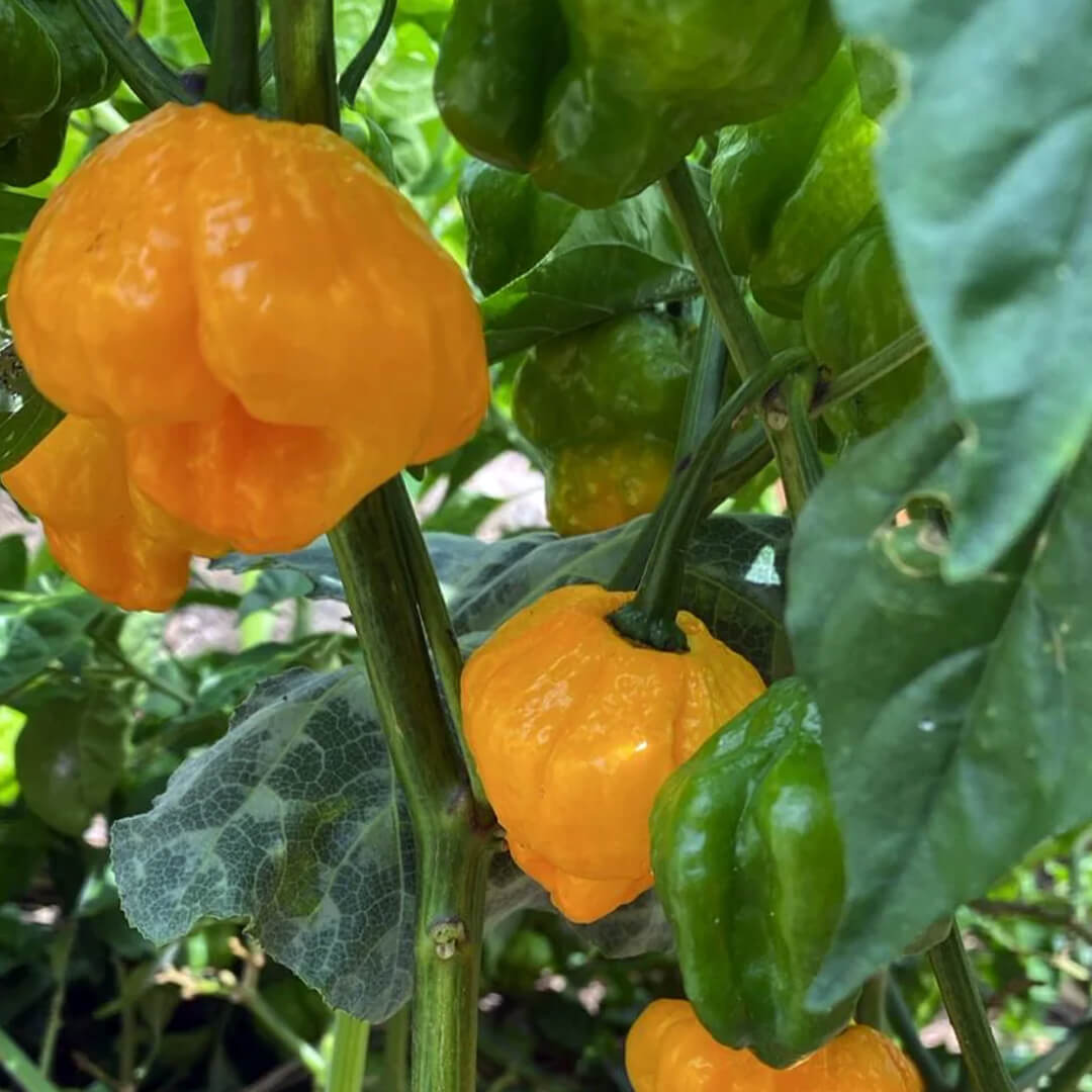 Mustard Adjoema Scotch Bonnet Seeds