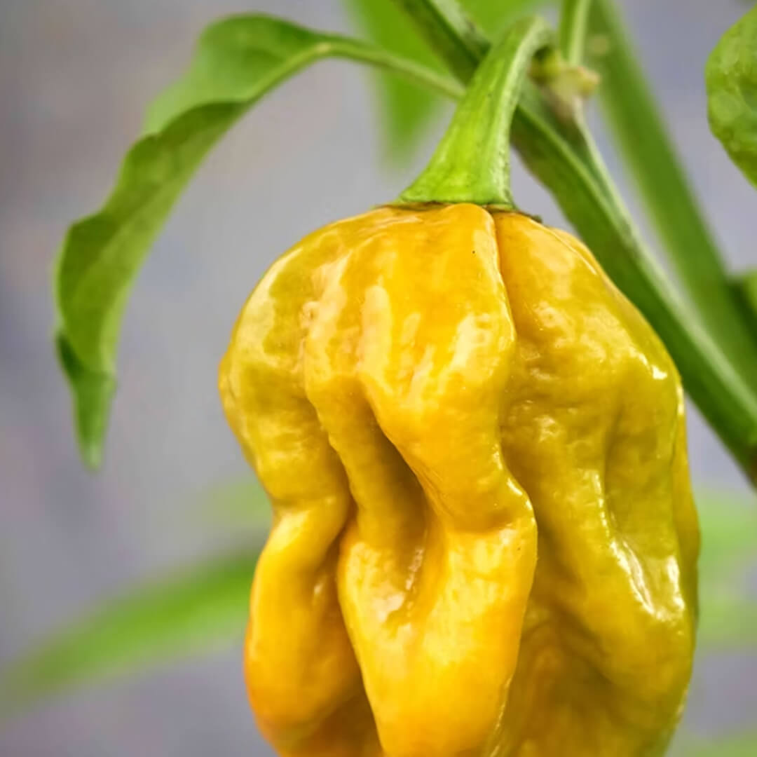 Mustard Adjoema Scotch Bonnet Seeds