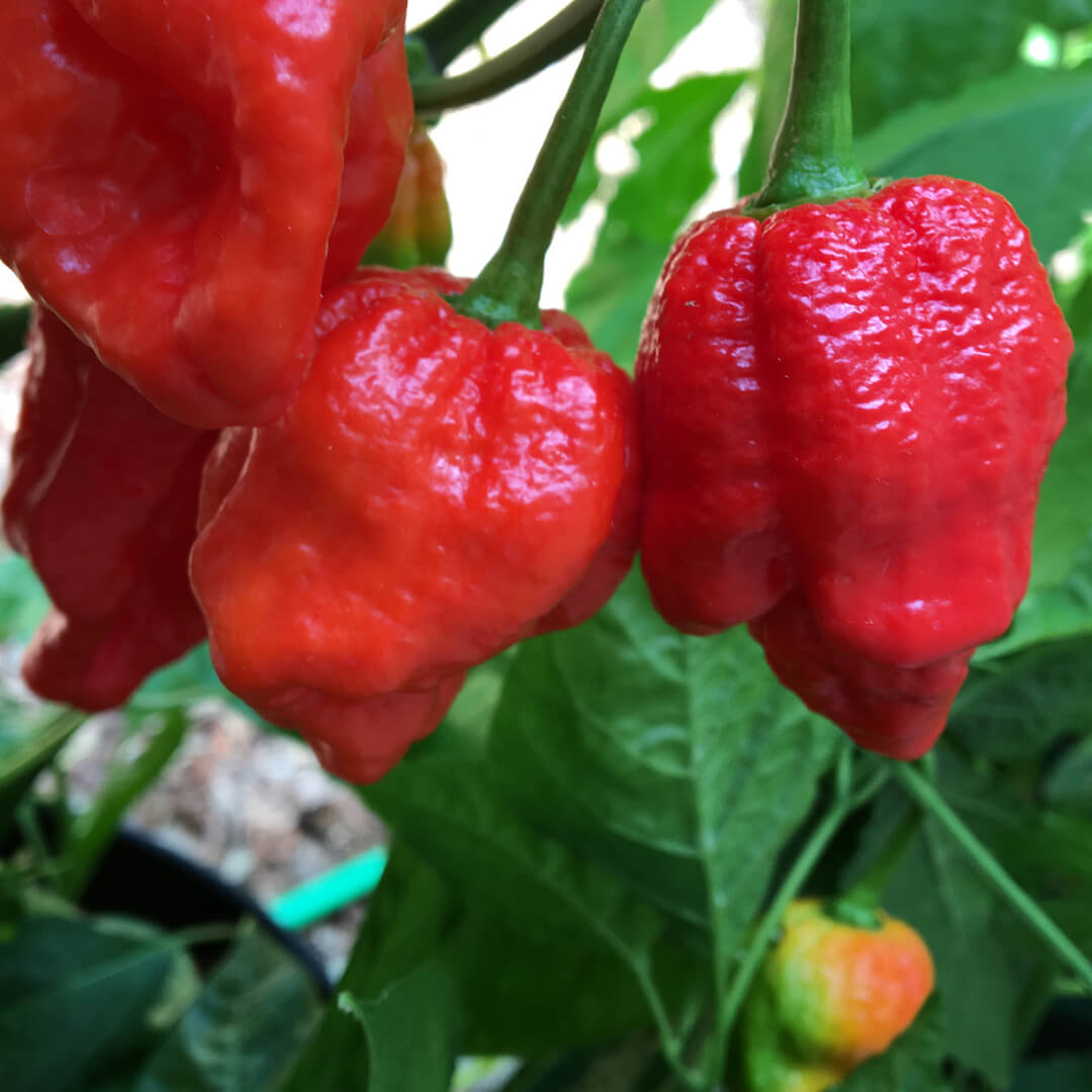 Naga Brain (Red) Seeds