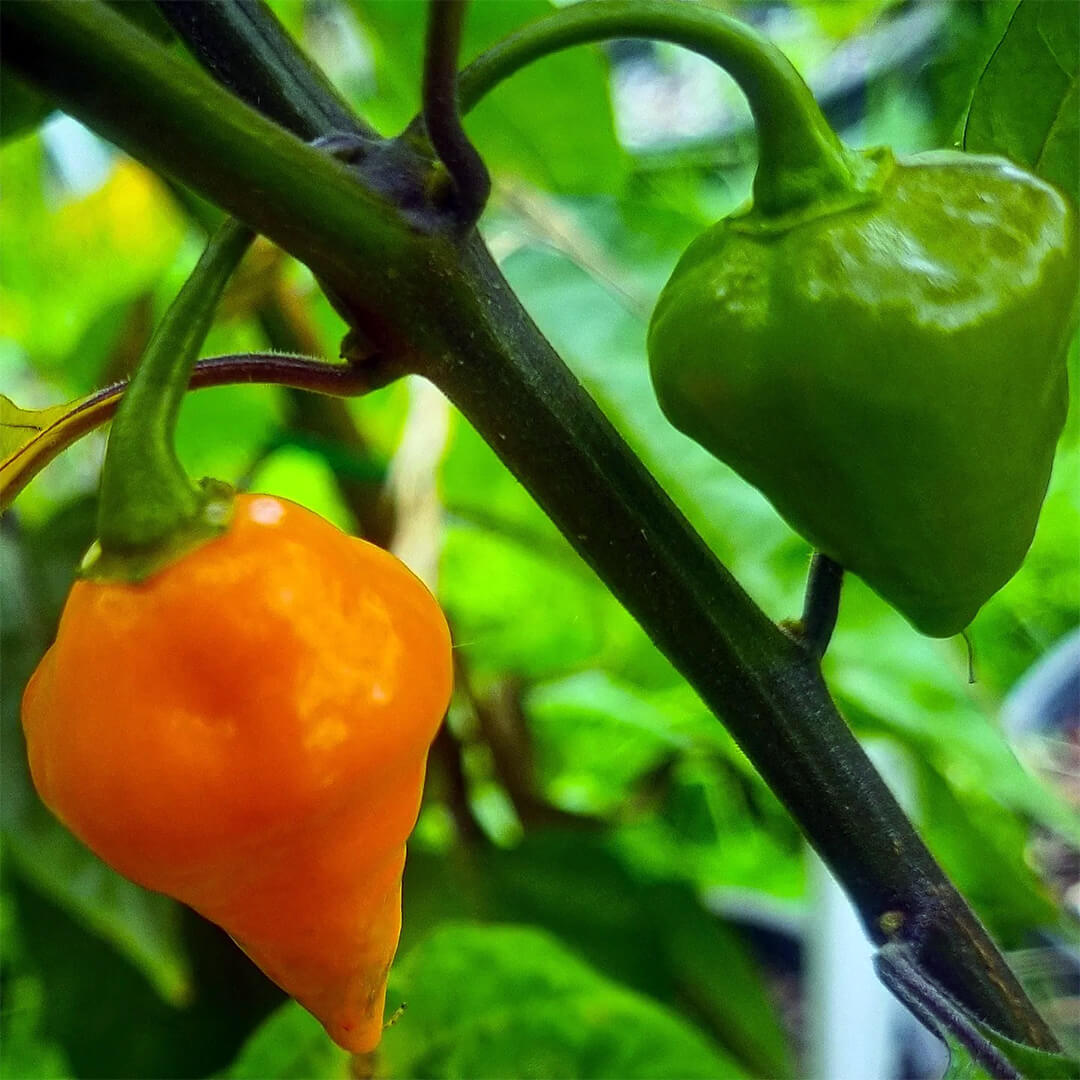 Orange Lantern Seeds