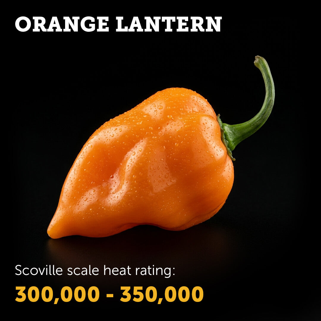Ripe Orange Lantern chilli pepper