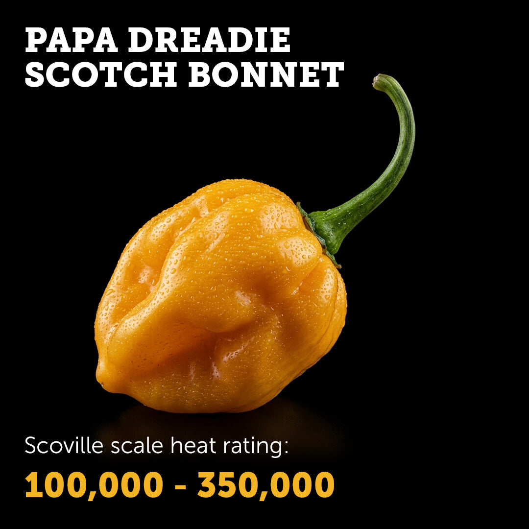 Ripe orange Papa Dreadie Scotch Bonnet chilli pepper