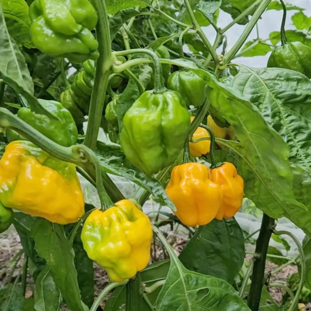 Yellow Moruga Scorpion Seeds