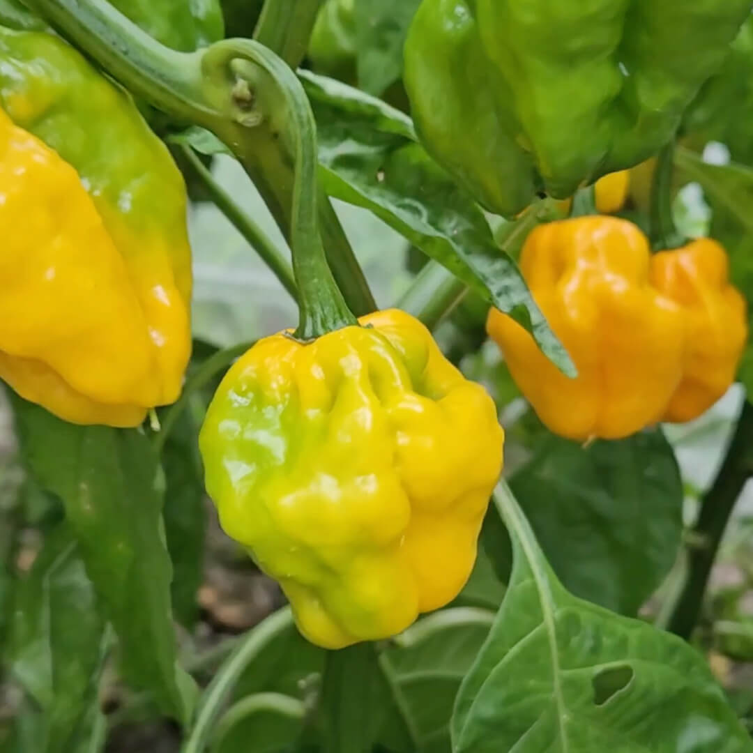 Yellow Moruga Scorpion Seeds
