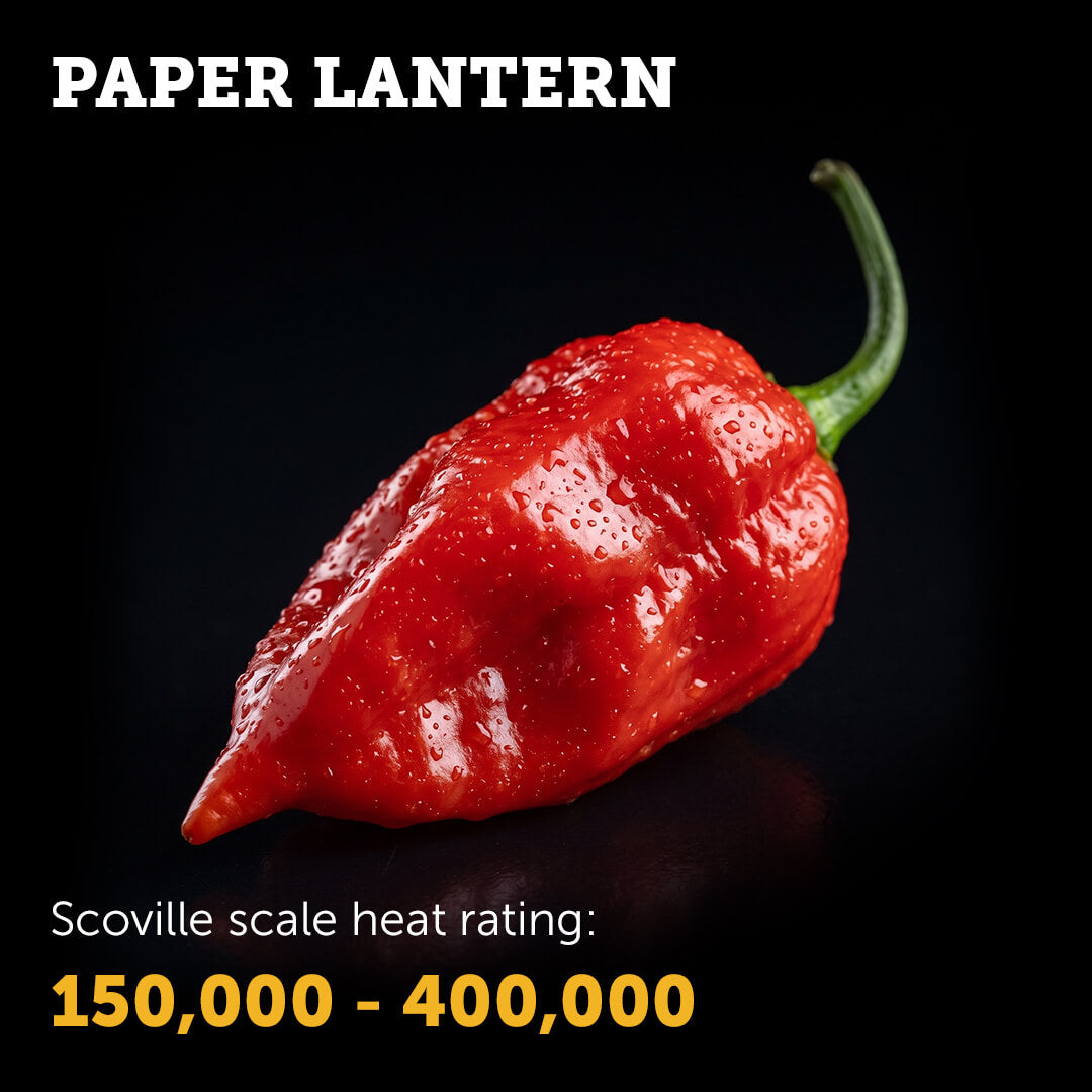 Ripe red Paper Lantern chilli pepper