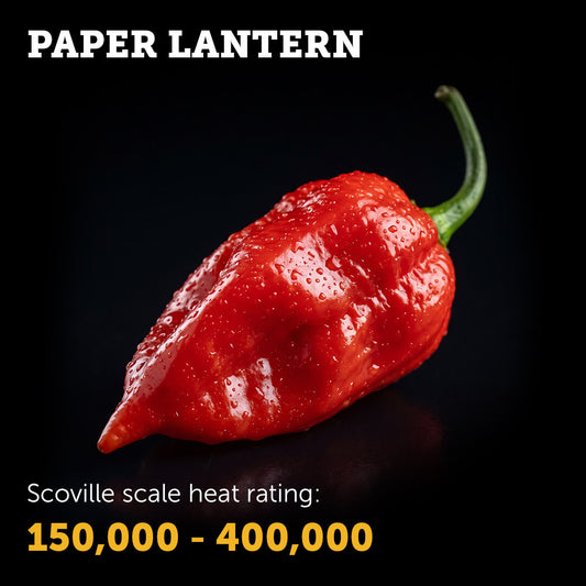 Ripe red Paper Lantern chilli pepper