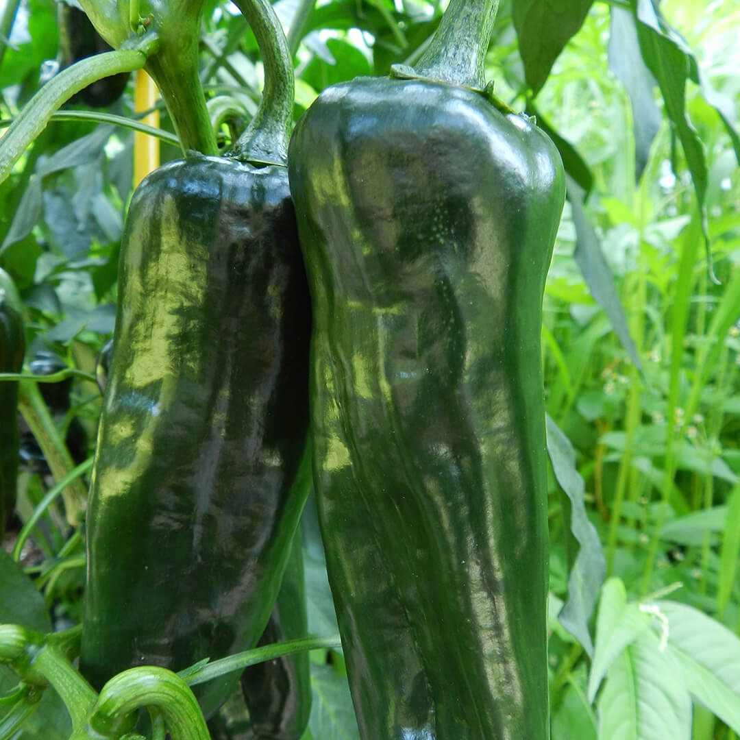 Pasilla Apaseo Seeds