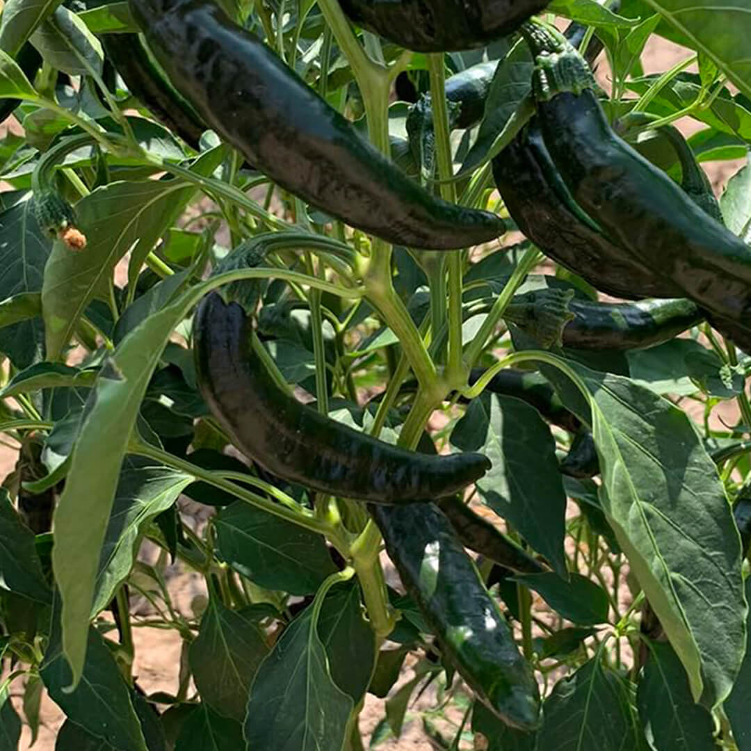 Pasilla Baijo Seeds