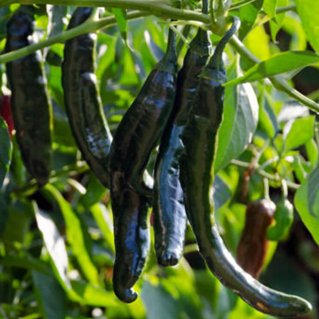 Pasilla Baijo Seeds