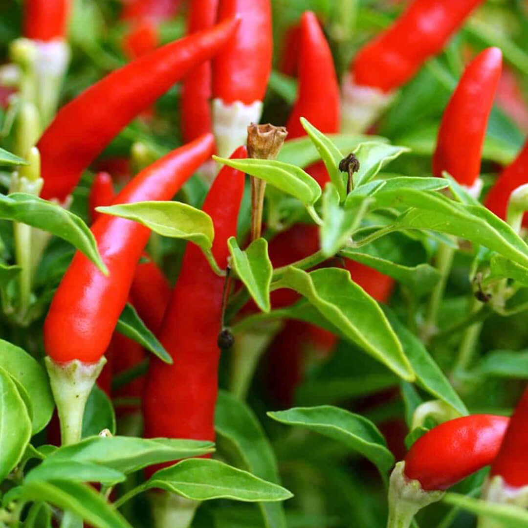 Peri Peri Seeds