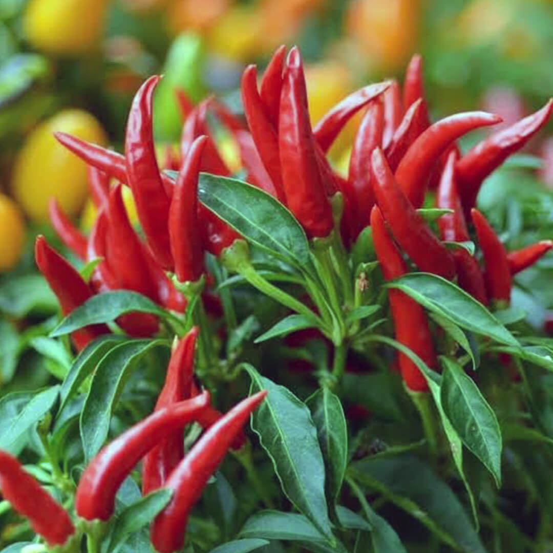 Peri Peri Seeds