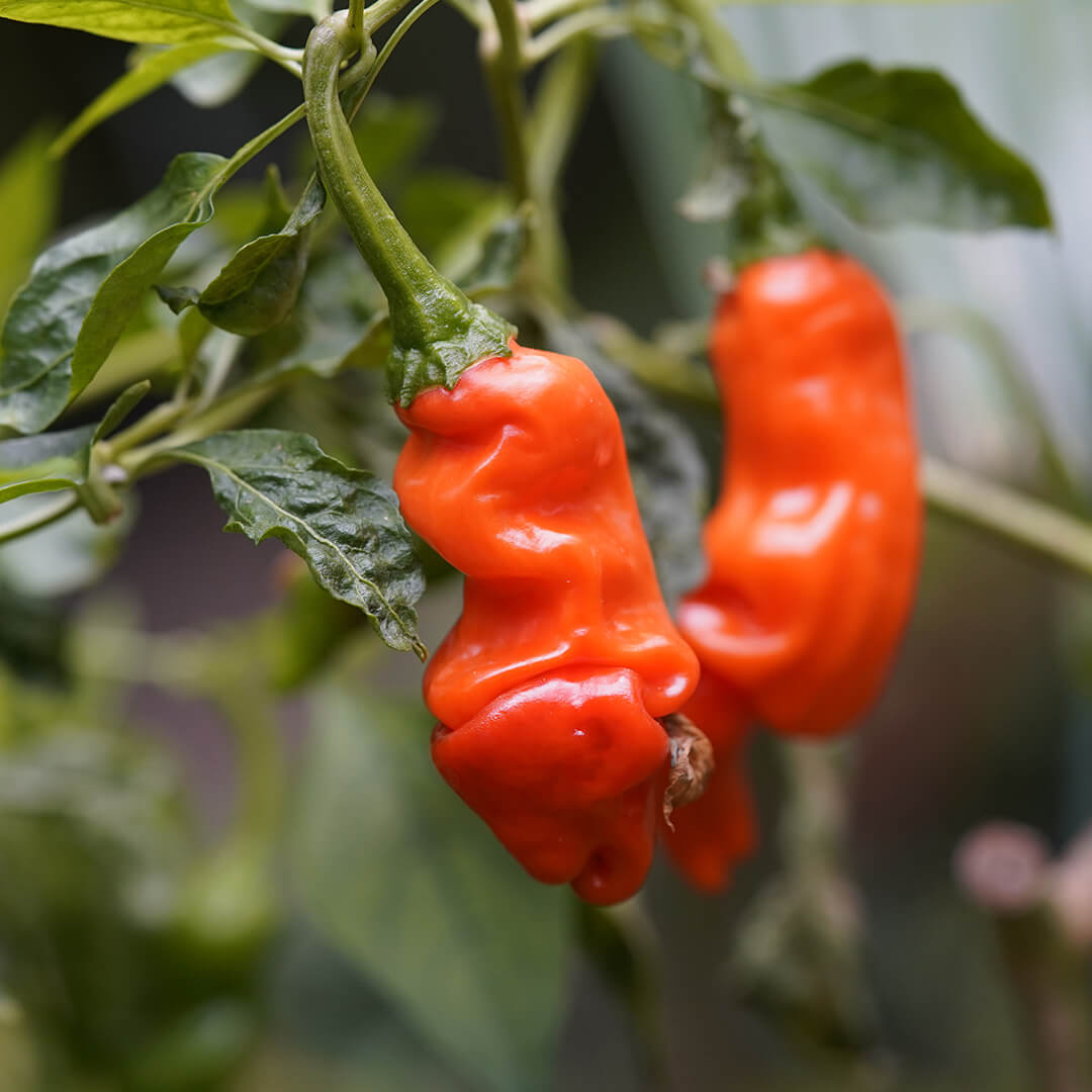 Peter Pepper (Red) Seeds