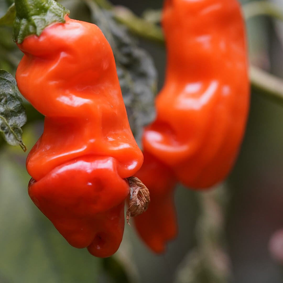 Peter Pepper (Red) Seeds