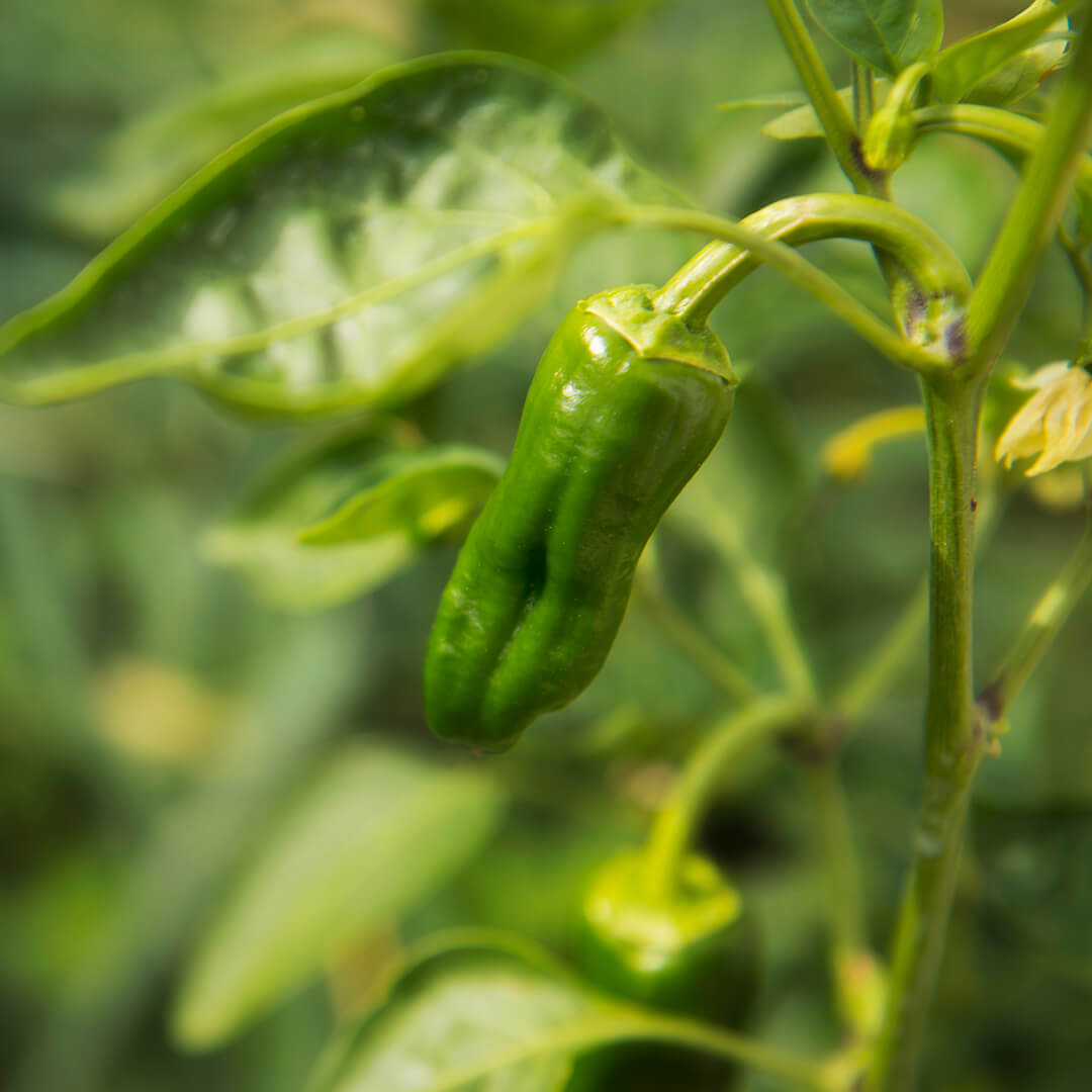Pimientos de Padrón Seeds