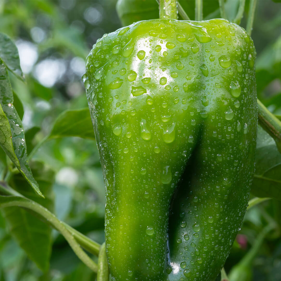 Poblano Seeds