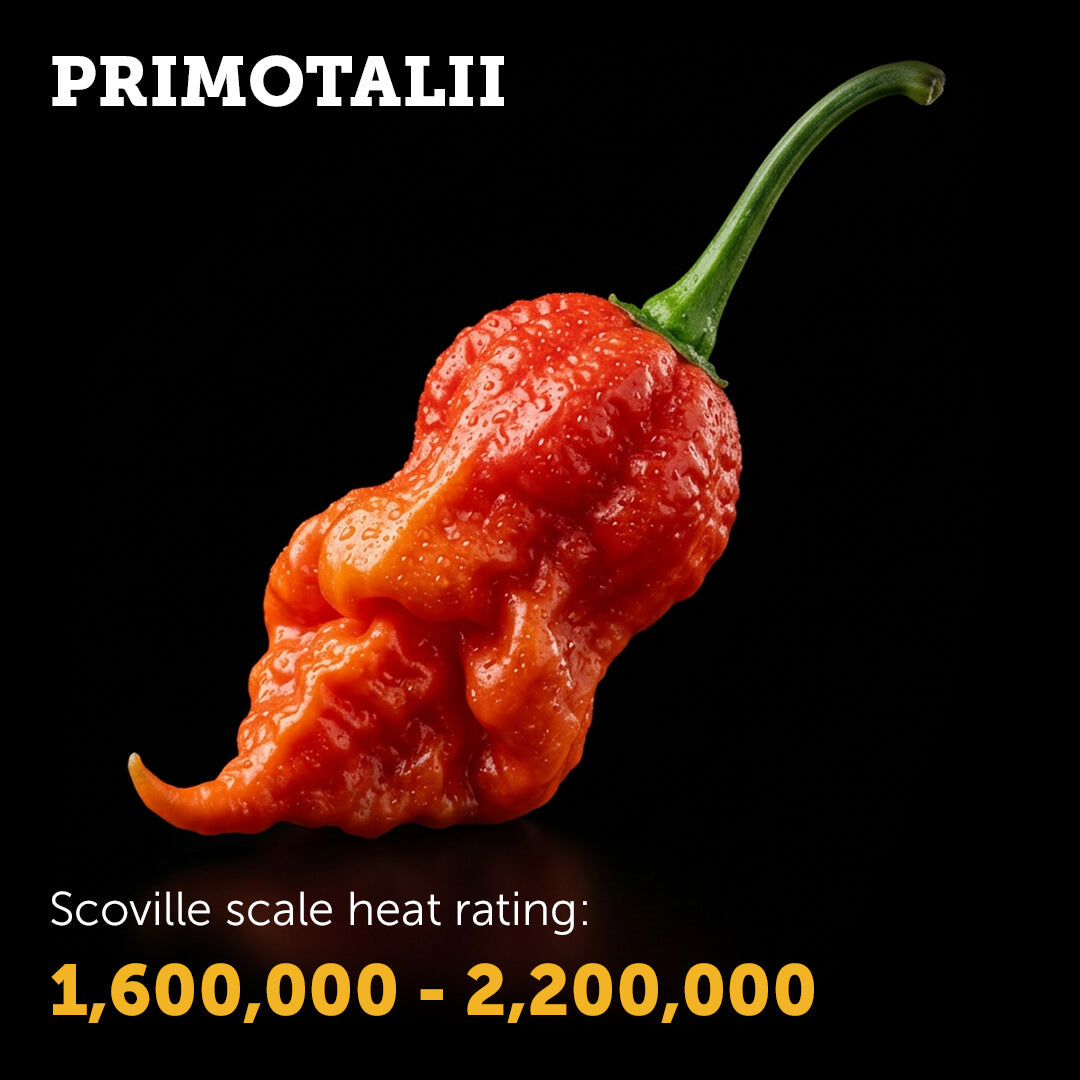 Ripe red Primotalii chilli pepper