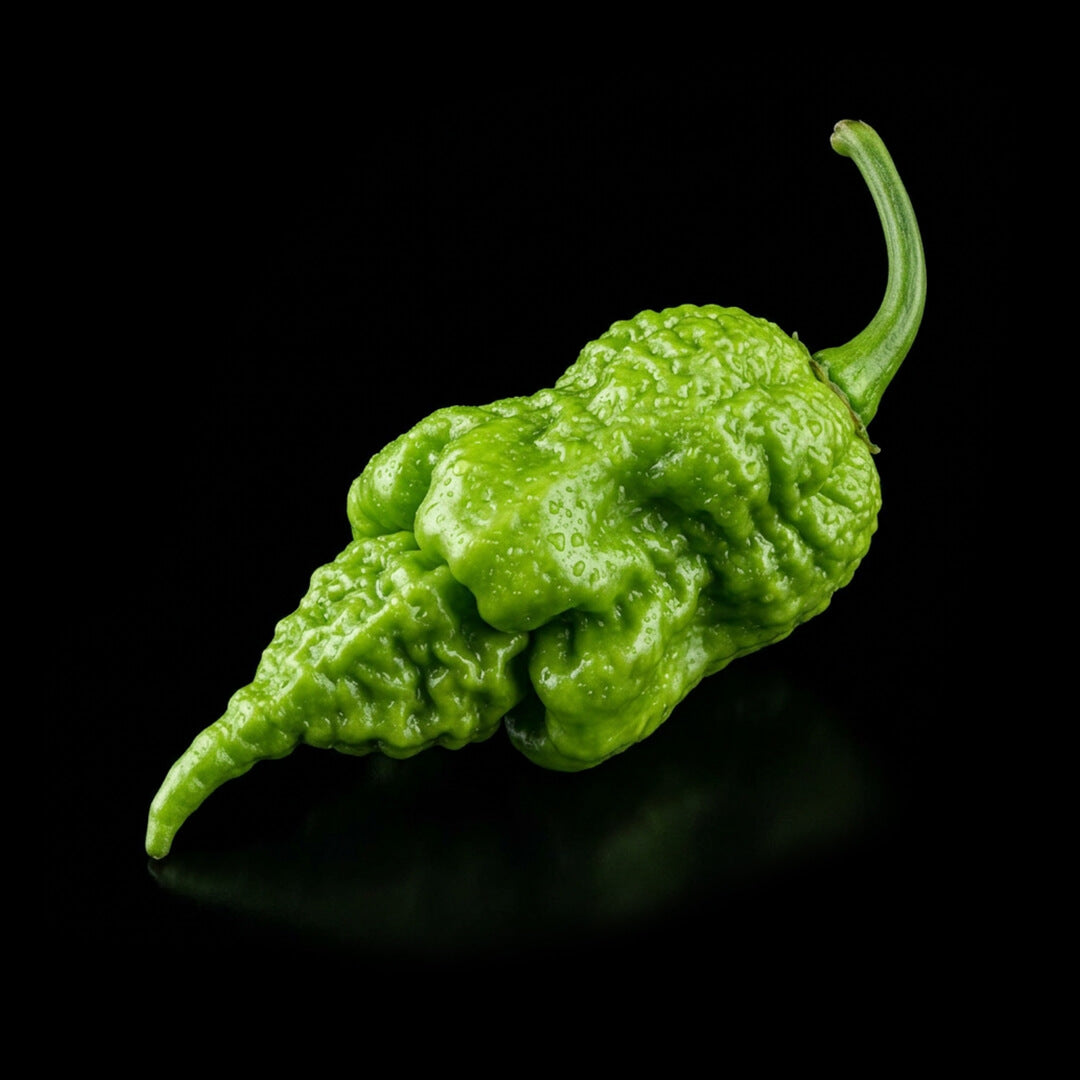 Primotalii Seeds
