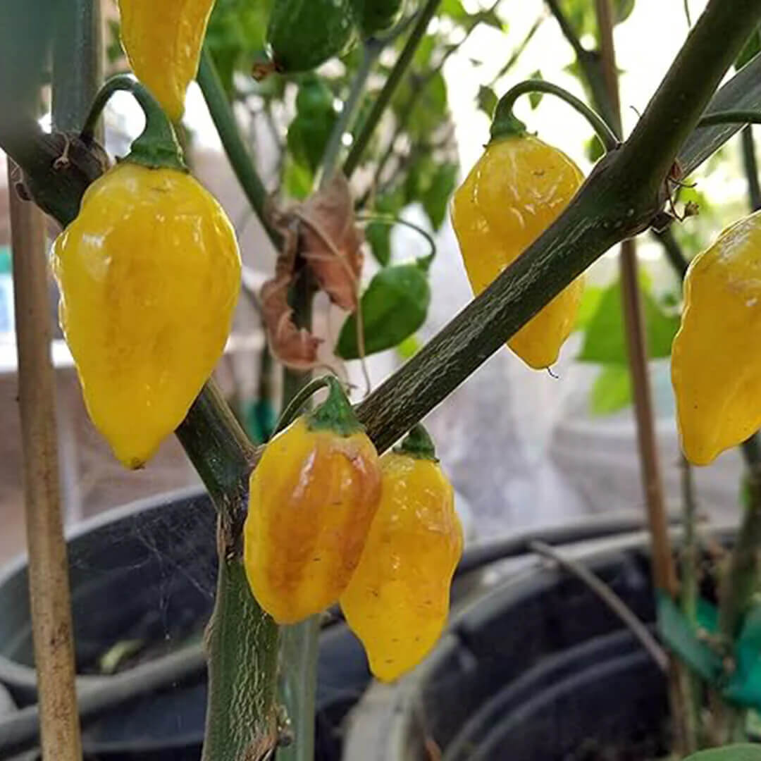 Puerto Rican (Yellow) Seeds