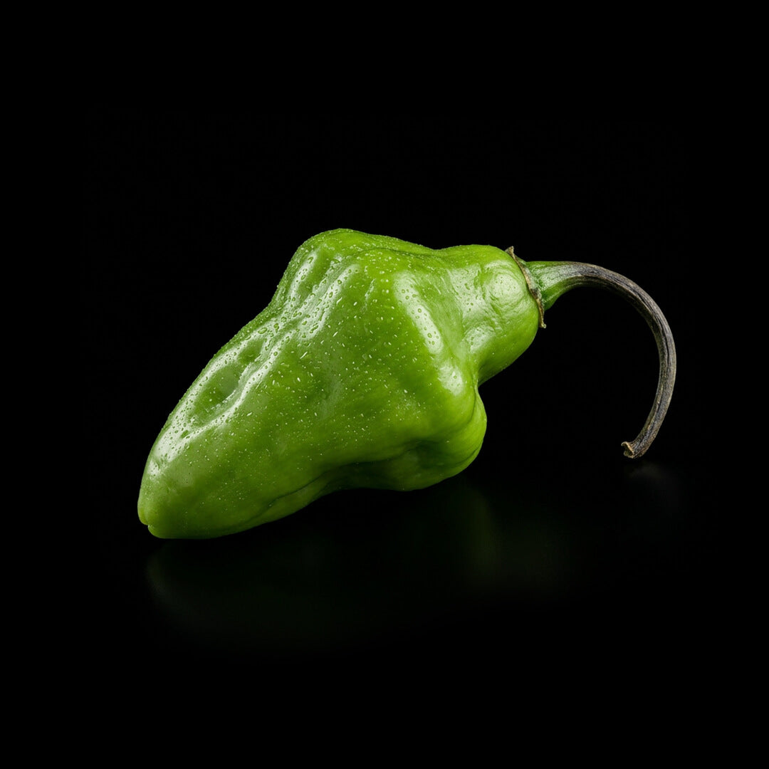 Puerto Rican (Yellow) Seeds