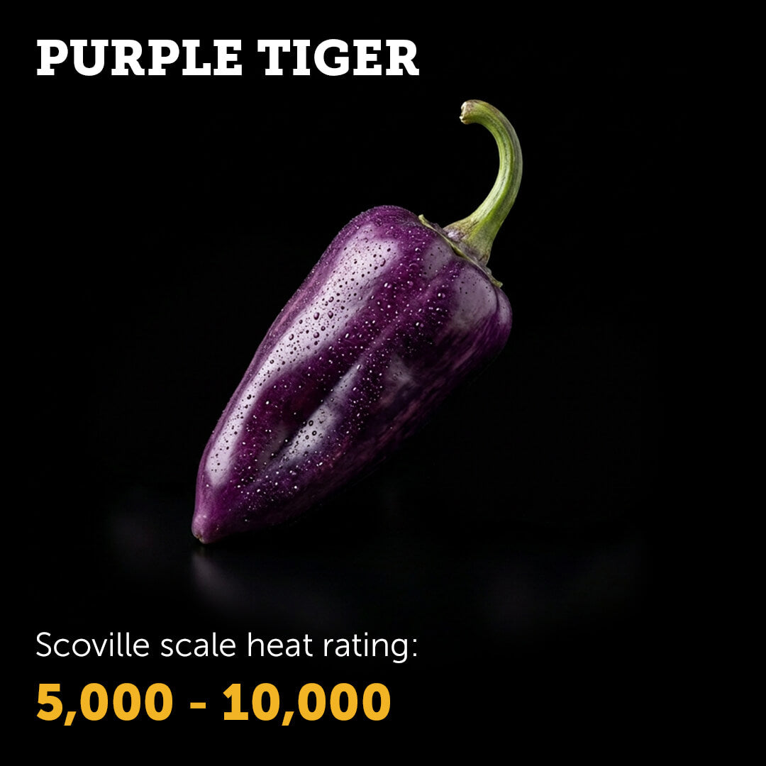 Ripe red Purple Tiger chilli pepper