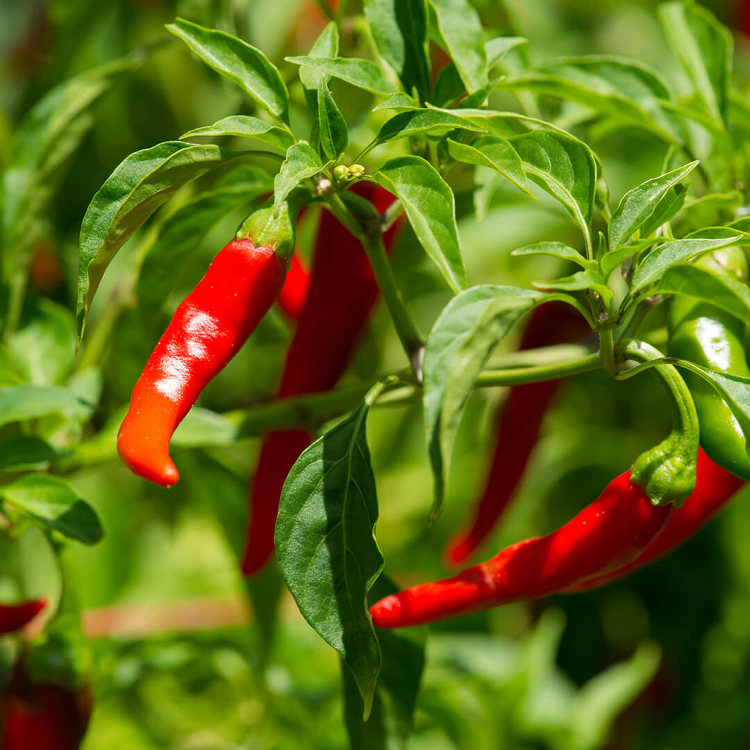 Red Cayenne Pepper Seeds