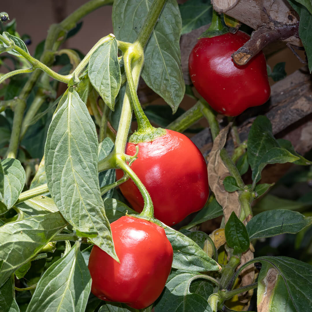 Rocoto (Red) Seeds
