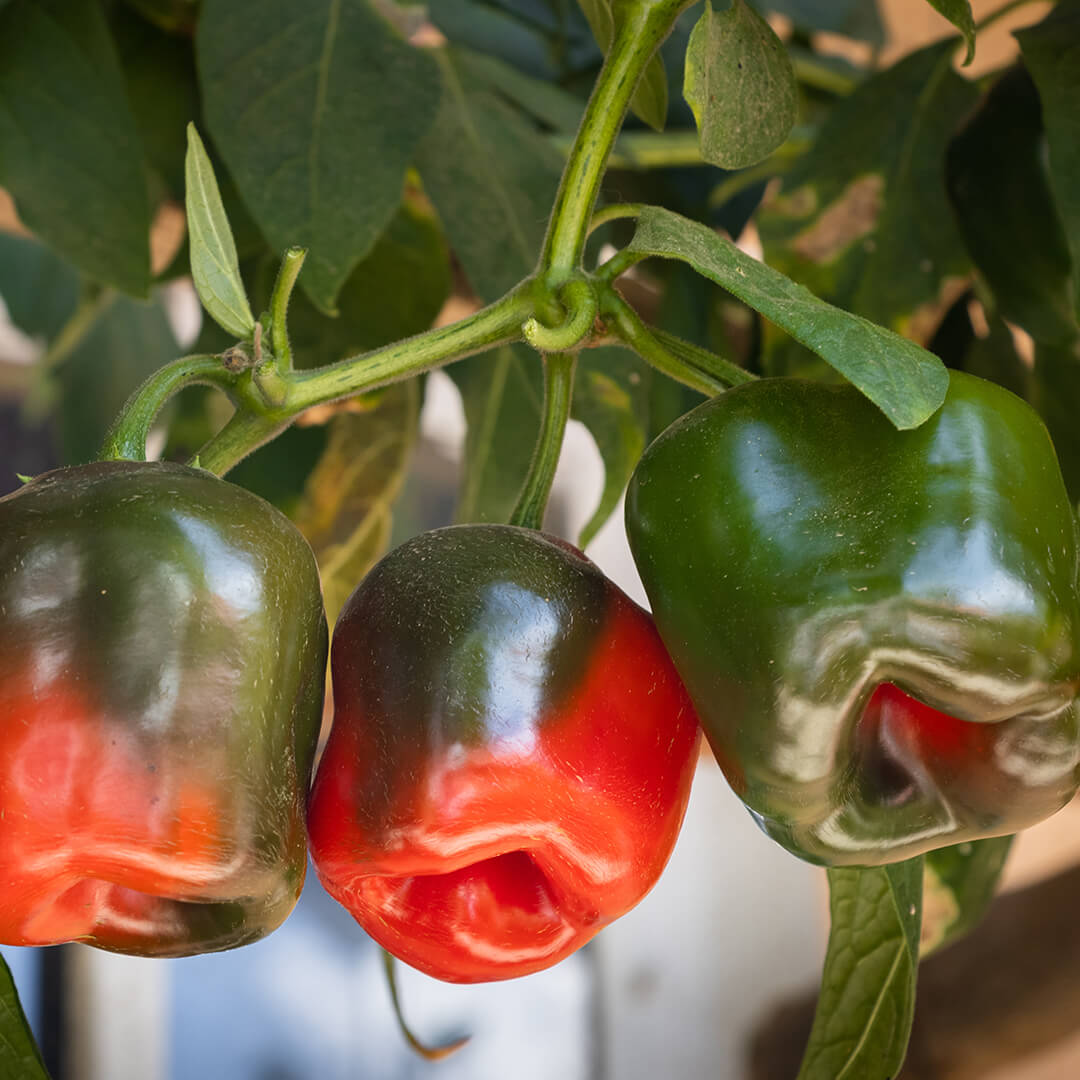 Rocoto (Red) Seeds