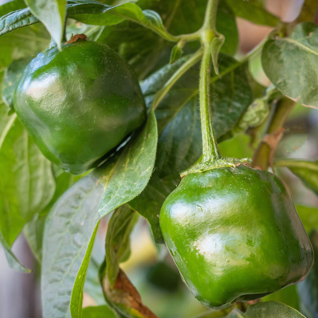 Rocoto (Yellow) Seeds
