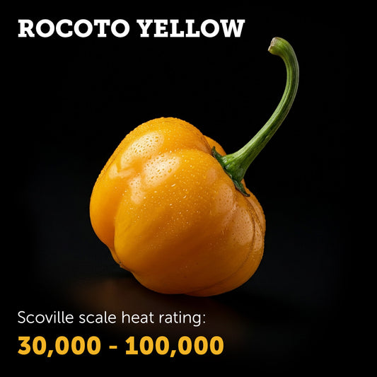 Ripe Yellow Rocoto chilli pepper