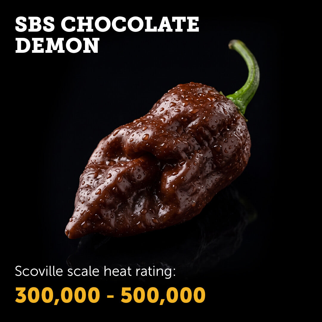 Ripe chocolate-brown SBS Chocolate Demon chilli pepper